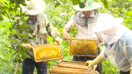 Con vật b&eacute; t&iacute; n&agrave;y si&ecirc;ng l&agrave;m, giỏi bay, sống theo bầy, d&acirc;n H&agrave; Tĩnh nu&ocirc;i th&agrave;nh c&ocirc;ng, thu tiền đều, c&oacute; của ăn của để