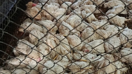 Ph&uacute; Thọ: 6.000 con g&agrave; chết do sự cố điện, thiệt hại gần 900 triệu đồng, người d&acirc;n đề nghị l&agrave;m r&otilde; tr&aacute;ch nhiệm