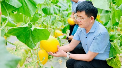 Từ lao động xa qu&ecirc; th&agrave;nh &ocirc;ng chủ trang trại dưa lưới c&ocirc;ng nghệ cao ở H&agrave; Tĩnh, nhẹ nh&agrave;ng thu tiền tỷ