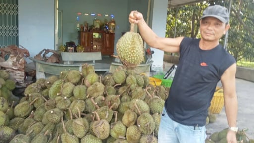 Mưa bất ngờ k&egrave;m theo lốc xo&aacute;y l&agrave;m sầu ri&ecirc;ng ở Kh&aacute;nh Sơn rụng tơi bời