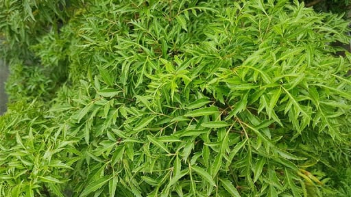 Kh&ocirc;ng chỉ 'bổ như s&acirc;m', c&aacute;c nh&agrave; khoa học Việt Nam ph&aacute;t hiện th&ecirc;m 1 t&aacute;c dụng qu&yacute; của c&acirc;y đinh lăng