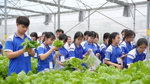 Học sinh TP.HCM h&agrave;o hứng trải nghiệm tr&aacute;ng b&aacute;nh, đan m&acirc;y tre, trồng rau trong nh&agrave; m&agrave;ng