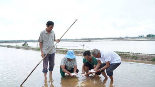 C&agrave; Mau chi h&agrave;ng tỷ đồng hỗ trợ di&ecirc;m d&acirc;n bị thiệt hại gần 10.000 tấn muối do mưa tr&aacute;i m&ugrave;a
