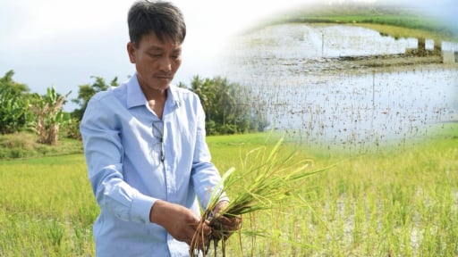 L&uacute;a nẫu th&acirc;n, &egrave;o uột rồi chết ở h&agrave;ng trăm ruộng l&uacute;a ở tỉnh Quảng Ng&atilde;i
