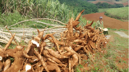 Khi 90% sản lượng sắn phụ thuộc một thị trường: Đ&atilde; đến l&uacute;c nh&igrave;n lại chiến lược