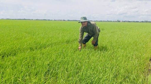 Tỷ ph&uacute; Đồng Th&aacute;p trồng l&uacute;a sạch, gạo ngon, c&aacute;n mốc lợi nhuận hơn 1 tỷ/năm 