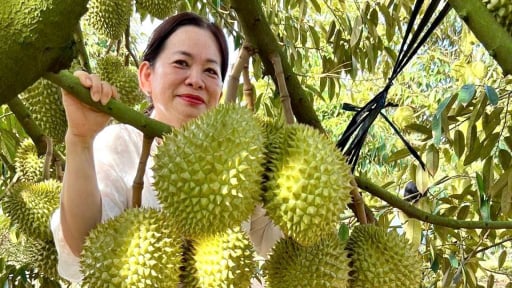 Một chủ nh&agrave; vườn ở An Giang (địa phận Ki&ecirc;n Giang cũ) cứ t&agrave; t&agrave; b&aacute;n sầu ri&ecirc;ng gi&aacute; gấp đ&ocirc;i, gấp 3, b&iacute; quyết l&agrave; đ&acirc;y