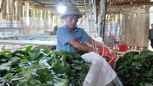 Một x&atilde; v&ugrave;ng bi&ecirc;n giới Cao Bằng, n&ocirc;ng th&ocirc;n mới th&ecirc;m tr&ugrave; ph&uacute;, d&acirc;n đang kh&aacute; giả hơn nhờ nghề n&agrave;y