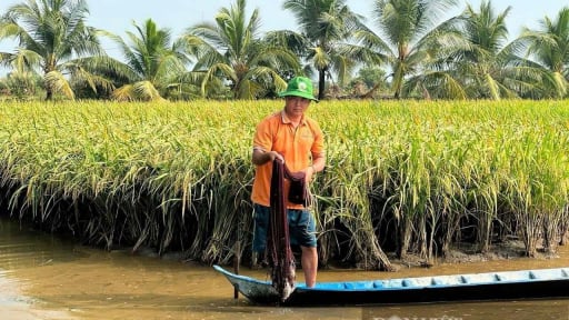 M&ocirc; h&igrave;nh t&ocirc;m - l&uacute;a ở C&agrave; Mau, nh&agrave; n&agrave;o l&agrave;m cũng c&oacute; l&atilde;i, nhiều &ldquo;đại gia&rdquo; ng&agrave;nh t&ocirc;m li&ecirc;n kết đầu tư