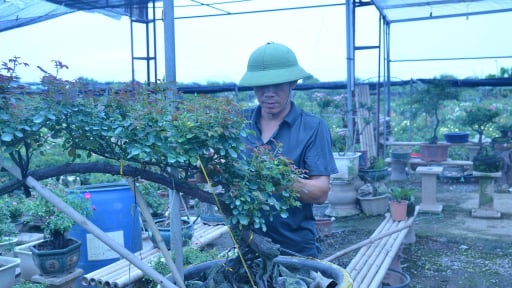 Một &ocirc;ng n&ocirc;ng d&acirc;n 'liều' l&agrave;m c&acirc;y bonsai kiểu n&agrave;y, thử nghiệm b&aacute;n tr&ecirc;n chợ online, ph&aacute;t t&agrave;i lu&ocirc;n