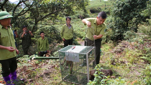 57 c&aacute; thể động vật hoang d&atilde; ở L&agrave;o Cai được trở về 'ng&ocirc;i nh&agrave;' tự nhi&ecirc;n