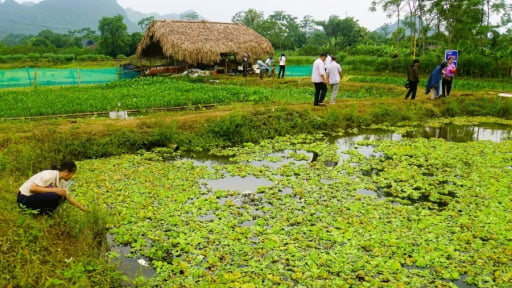 Ra mắt Tổ hợp t&aacute;c nu&ocirc;i ốc nhồi th&ocirc;n Vĩnh Ph&uacute;c ở Tuy&ecirc;n Quang 