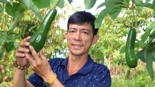 Trồng bơ 034, bơ s&aacute;p th&agrave;nh c&ocirc;ng tr&ecirc;n N&uacute;i D&agrave;i, n&ocirc;ng d&acirc;n v&ugrave;ng Bảy N&uacute;i ở An Giang kh&aacute; giả