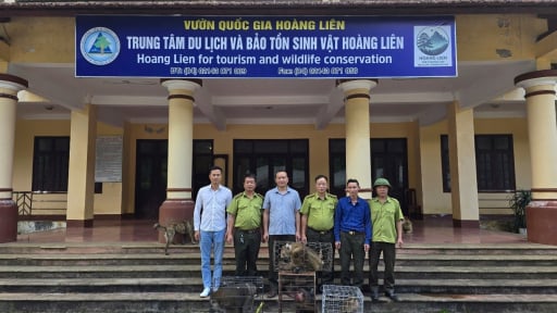 Thấy mấy con khỉ mặt đỏ, khỉ đu&ocirc;i lợn đi lạc, một người d&acirc;n Hải Ph&ograve;ng giữ lại rồi giao nộp cho kiểm l&acirc;m thả về rừng
