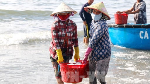 M&ugrave;a c&aacute; Nam ở B&igrave;nh Thuận nay l&agrave; tỉnh L&acirc;m Đồng l&agrave; m&ugrave;a n&agrave;o, v&igrave; sao m&ugrave;a n&agrave;y d&acirc;n bắt h&agrave;ng tấn c&aacute; cơm, b&aacute;n hết veo?