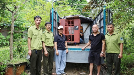 L&agrave;o Cai: Tiếp nhận c&aacute; thể gấu ngựa qu&yacute; hiếm nặng 160 kg do người d&acirc;n tự nguyện giao nộp