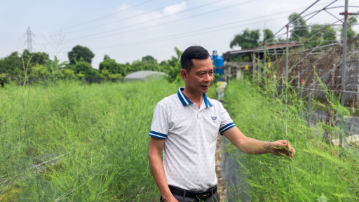 Trở về từ Nhật Bản, &ocirc;ng n&ocirc;ng d&acirc;n từng mất tiền tỷ, nay th&agrave;nh c&ocirc;ng với m&ocirc; h&igrave;nh trồng 'rau vua', trồng s&acirc;m đất tốt um