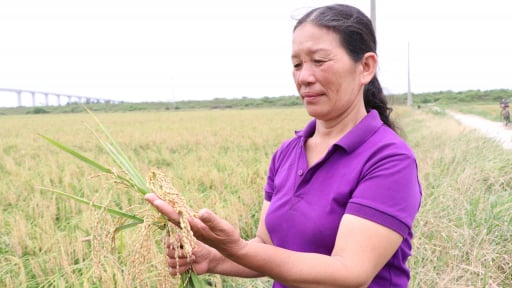 Nữ đại điền ở Hải Ph&ograve;ng trồng 80 mẫu l&uacute;a, nhẹ nh&agrave;ng l&atilde;i hơn 1 tỷ mỗi năm
