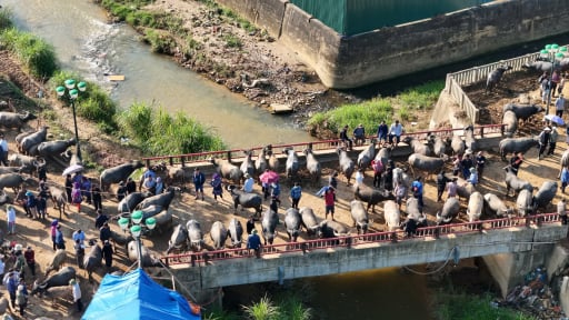 V&igrave; sao tạm dừng hoạt động chợ gia s&uacute;c lớn nhất ở L&agrave;o Cai?