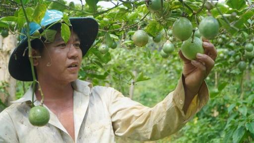 N&ocirc;ng th&ocirc;n T&acirc;y Bắc: Chanh leo v&agrave;ng b&eacute;n rễ tr&ecirc;n đất Bắc H&agrave;, mở lối tho&aacute;t ngh&egrave;o cho đồng b&agrave;o v&ugrave;ng cao