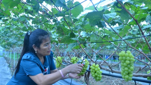 Bỏ bưởi trồng nho sữa, một n&ocirc;ng d&acirc;n H&agrave; Nội sang tận H&agrave;n Quốc học hỏi kinh nghiệm