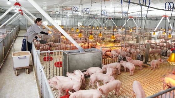 Giá lợn hơi lên đỉnh, doanh nghiệp chăn nuôi làm ăn bứt phá, có 'ông lớn' phá kỷ lục lợi nhuận