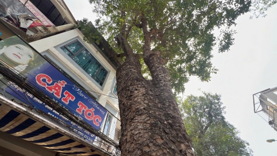 Chặt hạ, dịch chuyển hàng trăm cây xanh trên con đường “đắt nhất hành tinh” ở Hà Nội