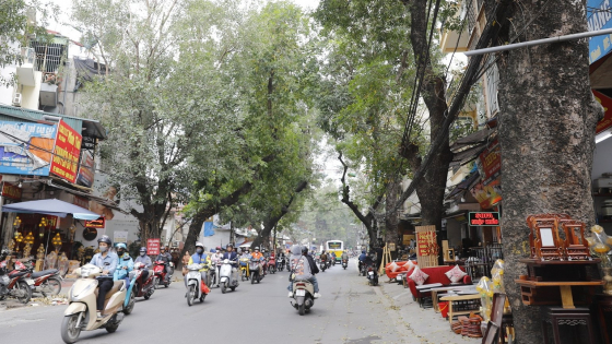Cận cảnh 357 cây cổ thụ sắp bị di chuyển và chặt hạ để mở đường hơn 7.200 tỷ đồng ở Hà Nội