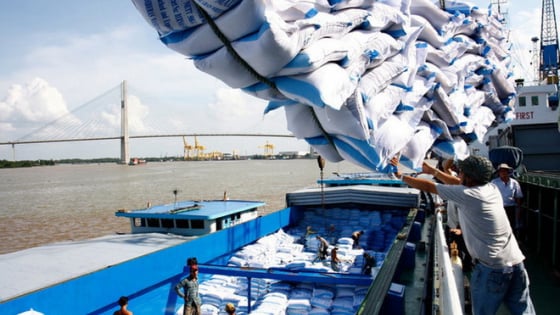 Doanh nghiệp gạo Việt Nam thua lỗ hoặc chỉ duy trì được biên lợi nhuận rất mỏng, vì sao vậy?