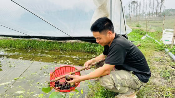 Nuôi con đặc sản hiền lành dưới chân ruộng trũng, bán con to bự, một nông dân Lạng Sơn thu 600 triệu/năm
