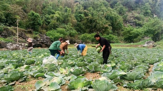 Mang cây bắp cải về trồng trên đất lúa một vụ, nông dân Lai Châu có thêm lợi nhuận 'ngoài luồng' không ai ngờ tới