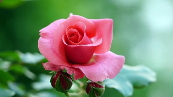 10 ngày đầu tháng 5, 3 con giáp kiên trì ắt thành công, phất lên như diều, tích lũy thêm của cải