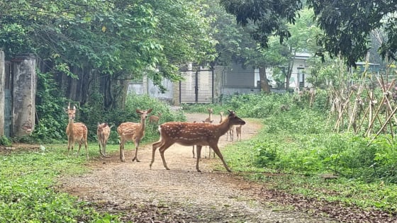 'Săn' ảnh voọc, ngắm rùa vàng: Kỳ nghỉ đáng nhớ giữa thiên nhiên hoang sơ Cúc Phương!