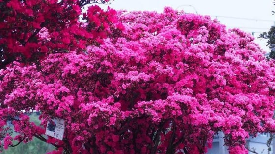Không phải mộc lan, cây cảnh 'tiên hoa' này mới gây choáng ngợp, chiêu may, rước lộc vào nhà 