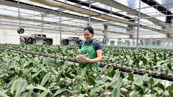 Ứng dụng công nghệ cao, chị nông dân Hà Nội bắt loài hoa quý tộc 'nhả vàng' trên vùng đất úng ngập