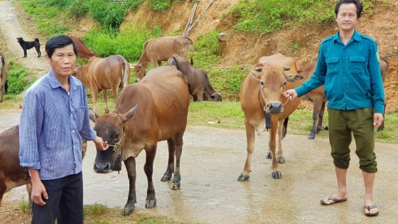 Dấu ấn Quỹ Hỗ trợ nông dân, giúp người dân Noong Luống phát triển chăn nuôi đại gia súc
