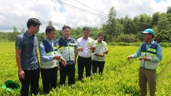 Trước khi sáp nhập với Quảng Bình, tỉnh Quảng Trị là nơi dẫn đầu cả nước về trồng rừng gỗ lớn, dân thu hoạch toàn cây to, bán cho doanh nghiệp mà thoát nghèo