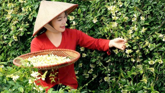 Một HTX ở Bắc Giang trồng thứ sâm tiến vua, có 3 sản phẩm từ sâm nam được gắn sao OCOP