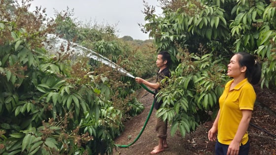Trước khi sáp nhập với tỉnh Bắc Ninh, tỉnh Bắc Giang có thêm 3 mã số vùng trồng vải thiều xuất khẩu sang Mỹ, sau sáp nhập có gọi là 'vải thiều Bắc Ninh'?