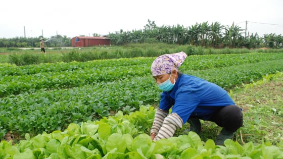 Hà Nội đẩy mạnh nông nghiệp xanh: Nâng cao chất lượng nông sản, giảm thiểu ô nhiễm môi trường
