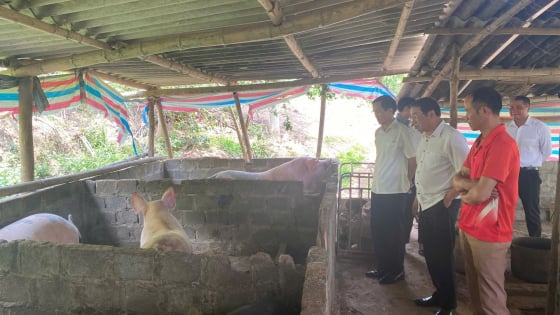 Nuôi lợn nái an toàn sinh học, hướng làm giàu cho nông dân Sơn La