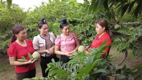 Hội Nông dân Sơn La giám sát thực hiện chính sách tín dụng phục vụ phát triển nông nghiệp - nông thôn