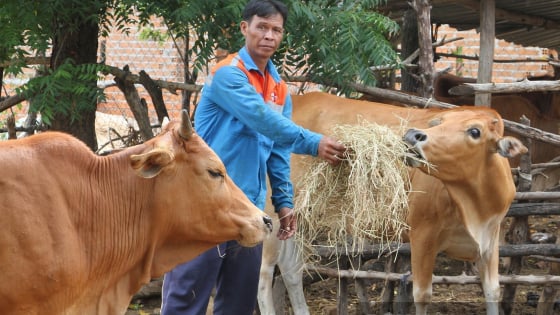 Quỹ Hỗ trợ nông dân Ninh Thuận tiếp vốn cho các dự án giúp tạo việc làm, liên kết sản xuất, tăng thu nhập