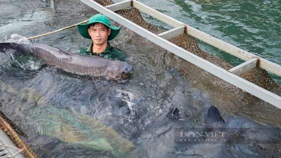 Sáp nhập thành công Hòa Bình, Phú Thọ, Vĩnh Phúc tạo nên vùng đất toàn hồ nước ngọt 'khủng', toàn cá đặc sản to bự