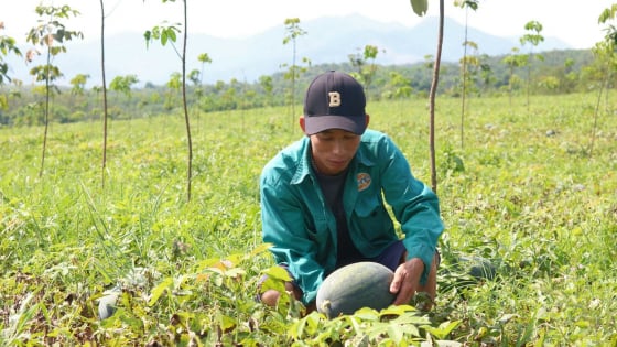 Tưởng xanh vỏ mà đâu có đỏ lòng, dân trồng dưa hấu ở Quảng Bình phát nản vì điều này