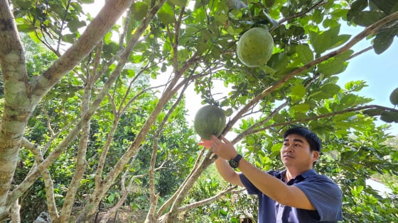 Miệt vườn xanh ngon như phim ở Quảng Nam nhờ Quỹ Hỗ trợ nông dân tiếp thêm “đạm” cho cây trồng