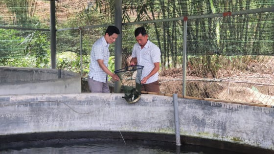 Đà Nẵng: Nuôi cá đặc sản dày đặc, mô hình tăng thu nhập, giảm nghèo bền vững cho người dân Hòa Bắc