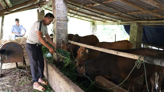 Chuyện những hội viên nông dân Sơn La làm ăn khá giả nhờ nguồn vốn Quỹ hỗ trợ nông dân