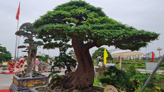 Giữa Hà Nội, xuất hiện một 'cụ' me cảnh có dáng như bản đồ Việt Nam, chủ nhân cũng không biết cây đã mấy trăm năm tuổi 