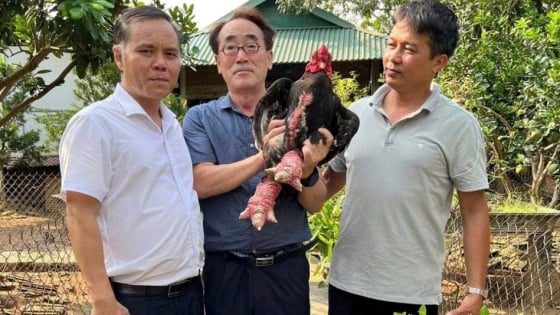 Nuôi thứ gà tiến vua kiểu gì mà khách Nhật Bản, Hàn Quốc đến xem, thấy thích mê, một HTX ở Hưng Yên thu hàng tỷ/năm